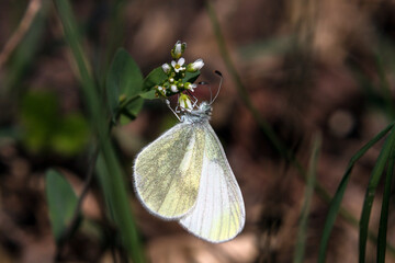 white butterfly on a green leaf