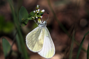 butterfly on a flower