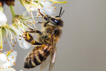 bee on a flower