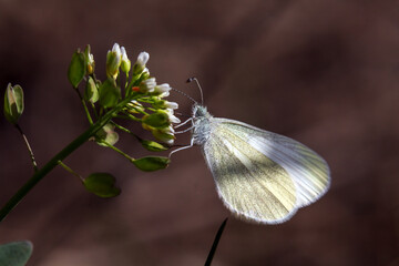butterfly on flower