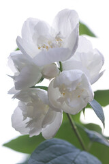 white sjasmin flowers