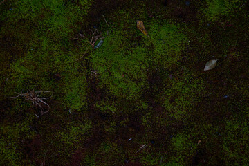 green moss up close with stone and     shadows out of focus with grain under exposed dark