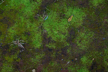 green moss up close with stone and     shadows out of focus with grain
