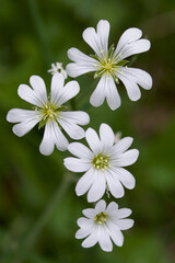 white flower on green background