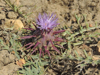 Alcachofra do Algarve (Cynara algarbiensis)