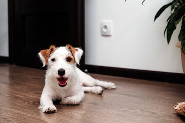 breed Jack Russell Terrier lying on the floor in the room, pet, dog with white hair
