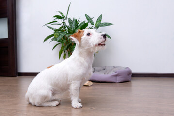 Jack Russell dog puppy sits on the floor of a room against a background of a flower and a white wall