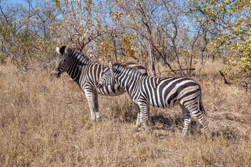 zebra herd in wild Africa wintertime with dry tall grass and thorn trees