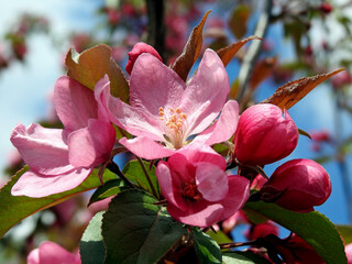 Obraz premium wczesna wiosna kolorowe kwiaty drzew owocowych nasadzanych w parkach ogrodach i skwerach w miescie bialystok na podlasiu w polsce