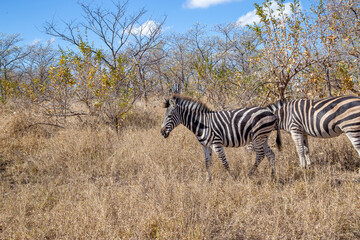 zebra herd in wild Africa wintertime with dry tall grass and thorn trees