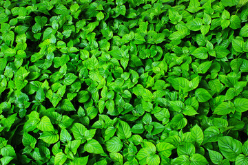 Fototapeta premium green leaves in the park
