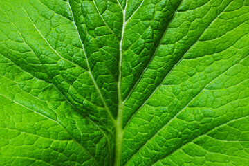 Close up of green leaf