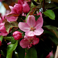 Fototapeta premium wczesna wiosna kolorowe kwiaty drzew owocowych nasadzanych w parkach ogrodach i skwerach w miescie bialystok na podlasiu w polsce