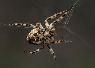 Araneus circe is a genus of common orb-weaving spiders.