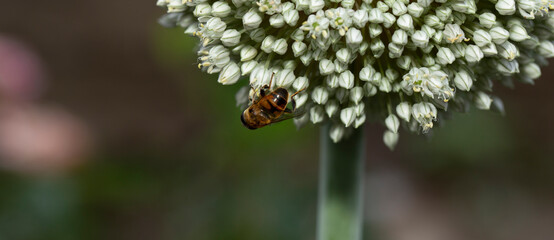 Leek blooming. Pollination of plants by insects.