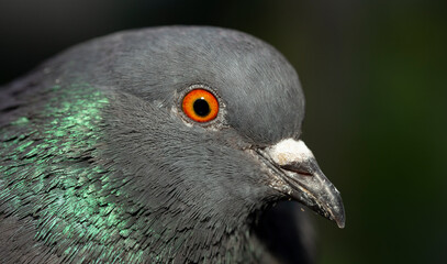 Rock dove, or common pigeon, is a member of the bird Columbidae. A young male bird. Ornithological portrait.