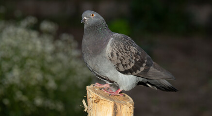 Rock dove, or common pigeon, is a member of the bird Columbidae. A young male bird is sitting on a post.