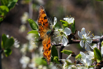 butterfly on flower