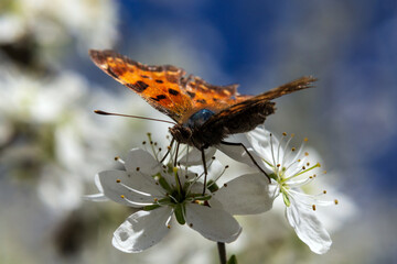 butterfly on flower