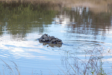 Hippopotamus in a lake with tortoises on his back in wild out of focus with grain