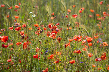 Fototapeta na wymiar Red poppy flowers and wildflowers in the meadow close up