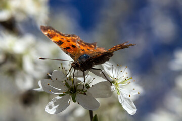 butterfly on flower
