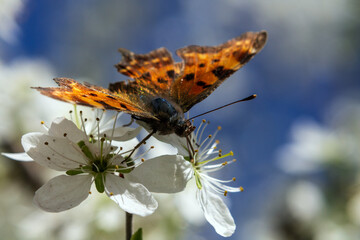 butterfly on flower