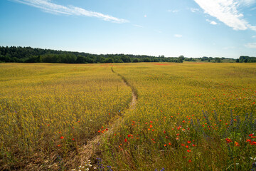 Fototapeta na wymiar Countryside path through sereal fields with poppies flowers