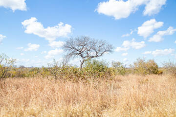 African savannah grassland in the winter with tall dry grass and blue skies thorn trees and mountains