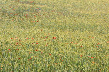 Cereal field close up with red poppies flowers. Textured background.