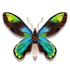 The Queen Victoria's birdwing butterfly illustration named Ornithoptera victoriae regis with iridescent green turquoise and black wings from Solomon Islands 
