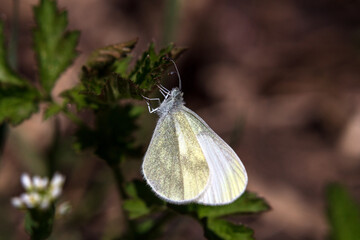 butterfly on a leaf