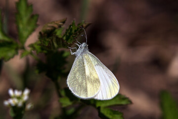 butterfly on a leaf