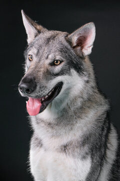 Cane Husky In Primo Piano Su Sfondo Nero, Inquadratura Verticale