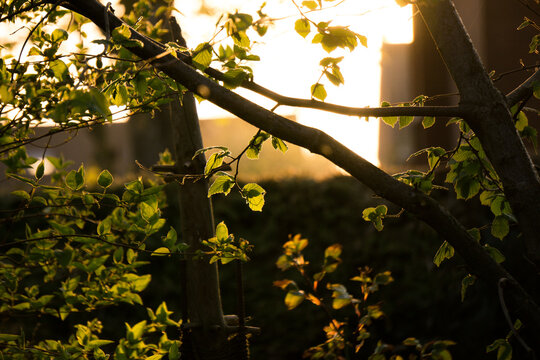 Haselnussbaum im Sonnenuntergang