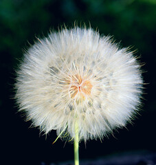 flowering dandelion