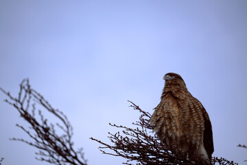 hawk on a branch