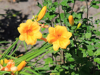 beautiful bright flowers in city park