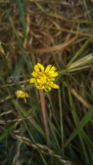 Close up of Lapsana communis, the common nipplewort, blooming in spring. Natural background 