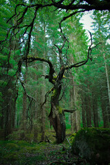 Fototapeta premium trees in the forest