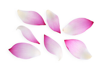 Lotus petals isolated on a white background, top view. - obrazy, fototapety, plakaty