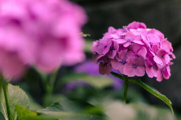 落ち着いた雰囲気の紫陽花