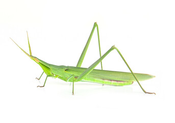 Green grasshopper isolated from a white background