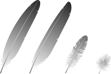 Different types of bird feathers