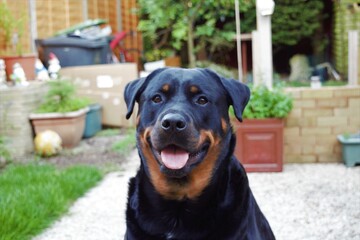 Adult Rotweiller with toungue out