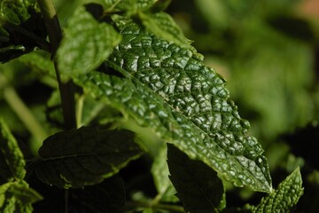Close up of a Garden Mint leaf
