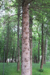 Obraz premium Near AMAKS Hotel & Resort, Istra, Moscow Region, Russia (67)