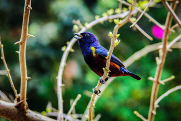 blue bird in the garden