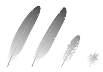 Feathers are all composed of the protein beta-keratin and made up of the same basic parts, arranged in a branching structure