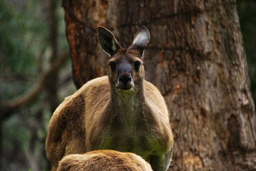 Male Western Grey Kangaroo in its natural habitat in Southwest Western Australia, frontal view